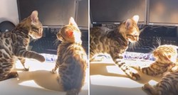 "Najslađa borba ikad": Dva mačića se bore za mjesto na suncu