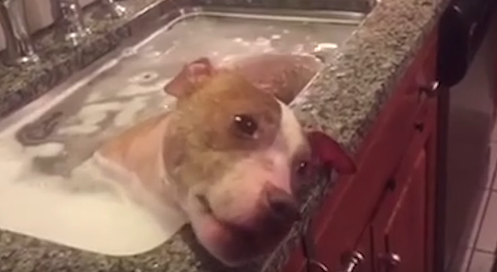 Spašeni pitbul doživio je svoje prvo kupanje, pogledajte kako uživa u njemu