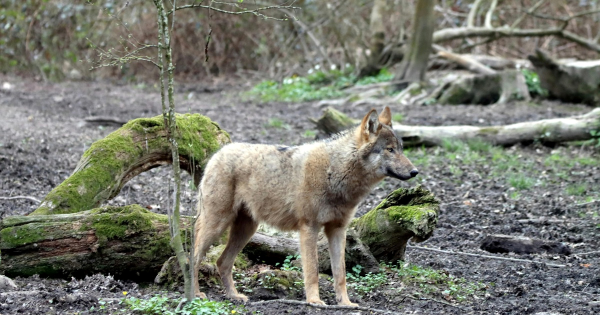 Branio stado od vukova pa izazvao požar na 7.5 hektara kod Laškovice