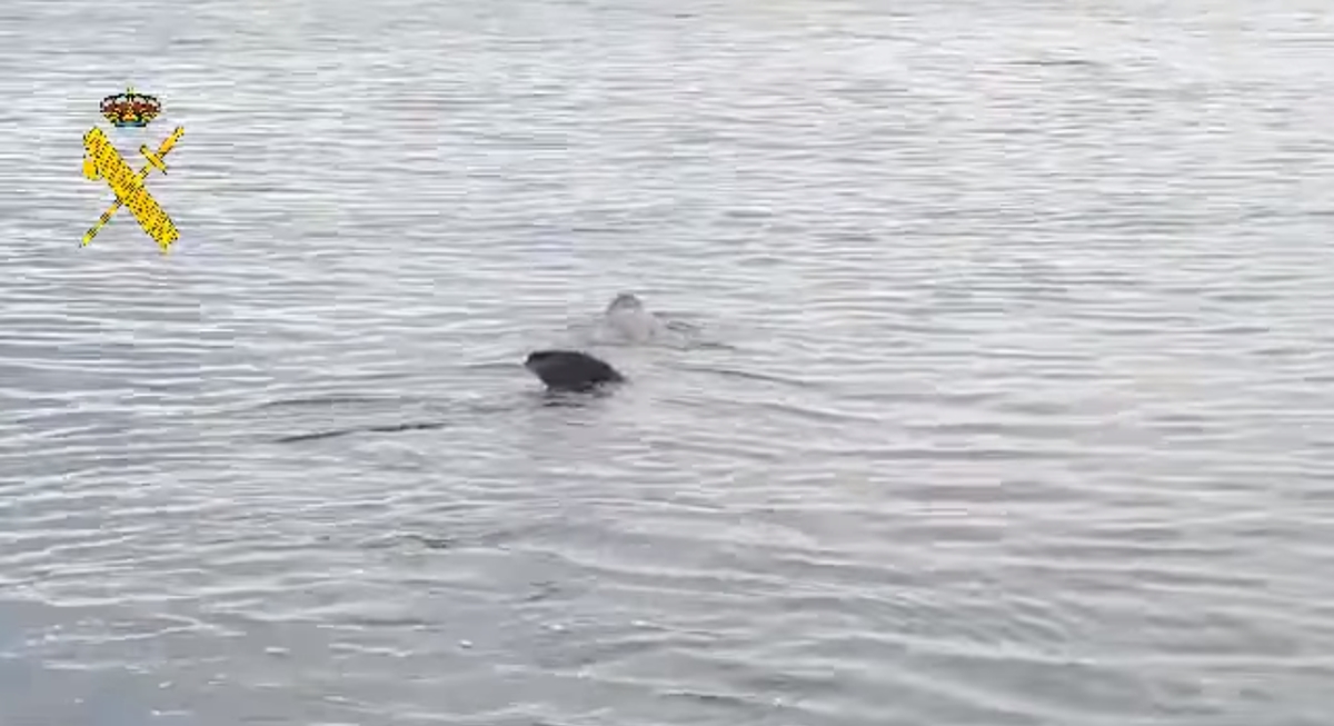 Morski pas dug osam metara snimljen 400 metara od plaže u Španjolskoj