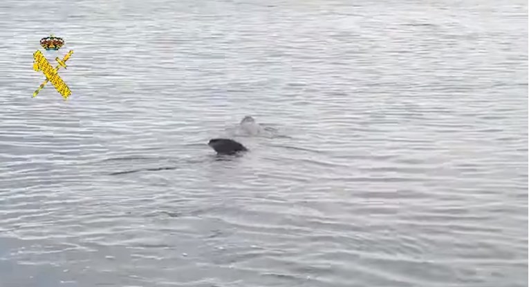 Morski pas dug osam metara snimljen 400 metara od plaže u Španjolskoj