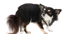Strahovi kod pasa: Zašto i čega se psi boje?