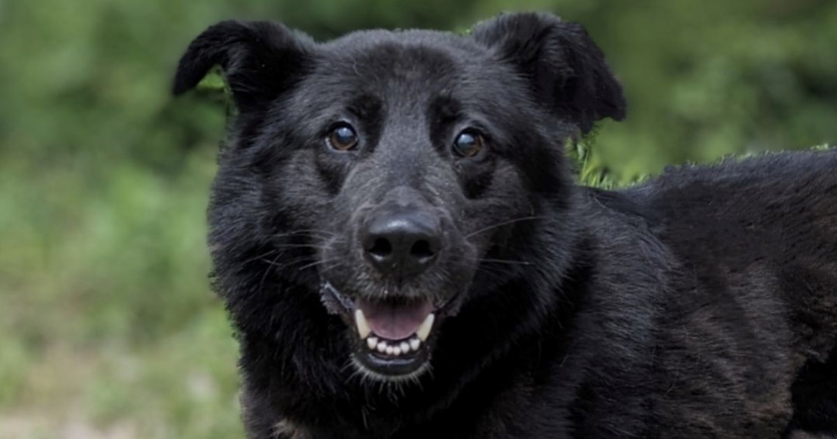 Iza epilepsije krije se najveće srce: Noa traži dom koji će mu donijeti mir