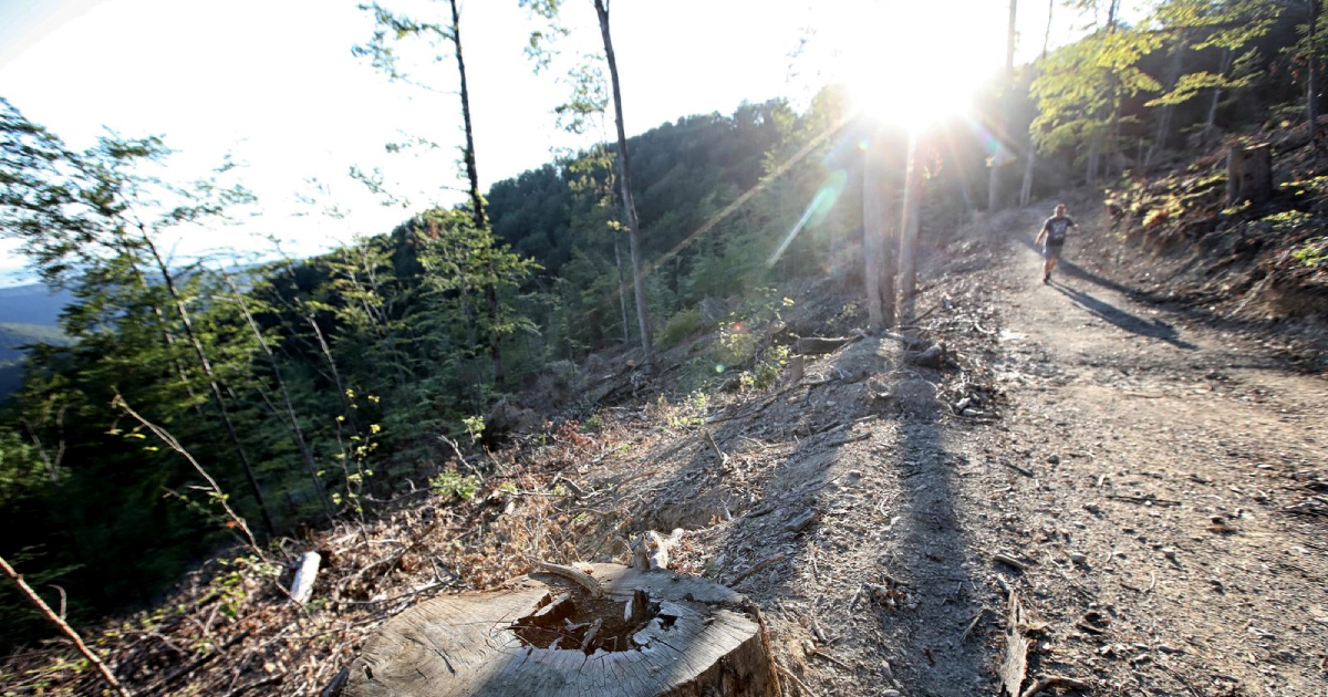 Sječa šuma na Medvednici nije pojačala razornu oluju u Zagrebu