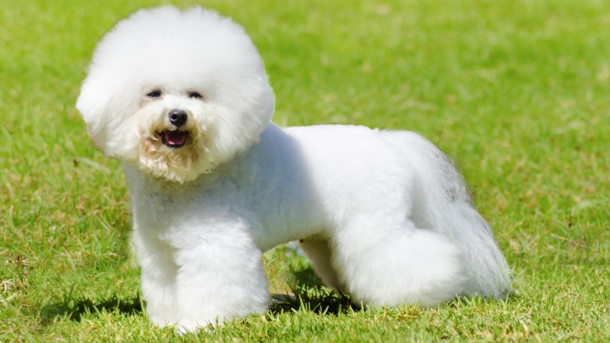 Bišon - slatki pufasti pas koji će vas oduševiti svojom inteligencijom