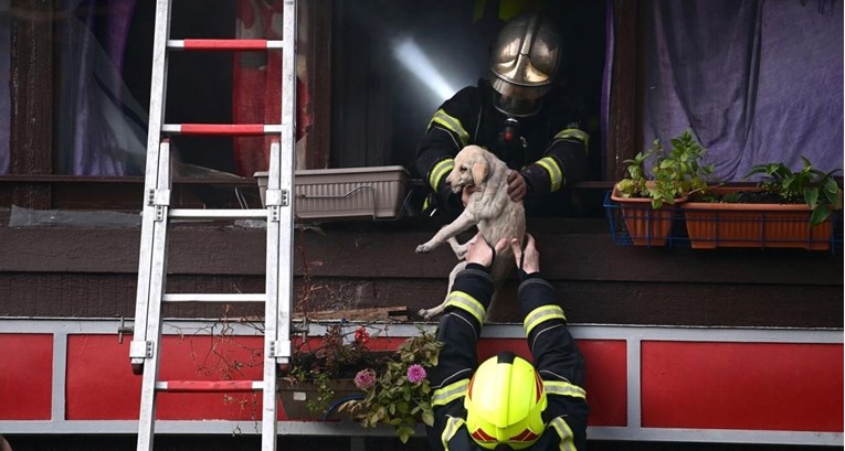 Vatrogasci iz požara na zagrebačkoj Ferenščici izvukli štene, mačku i zeca