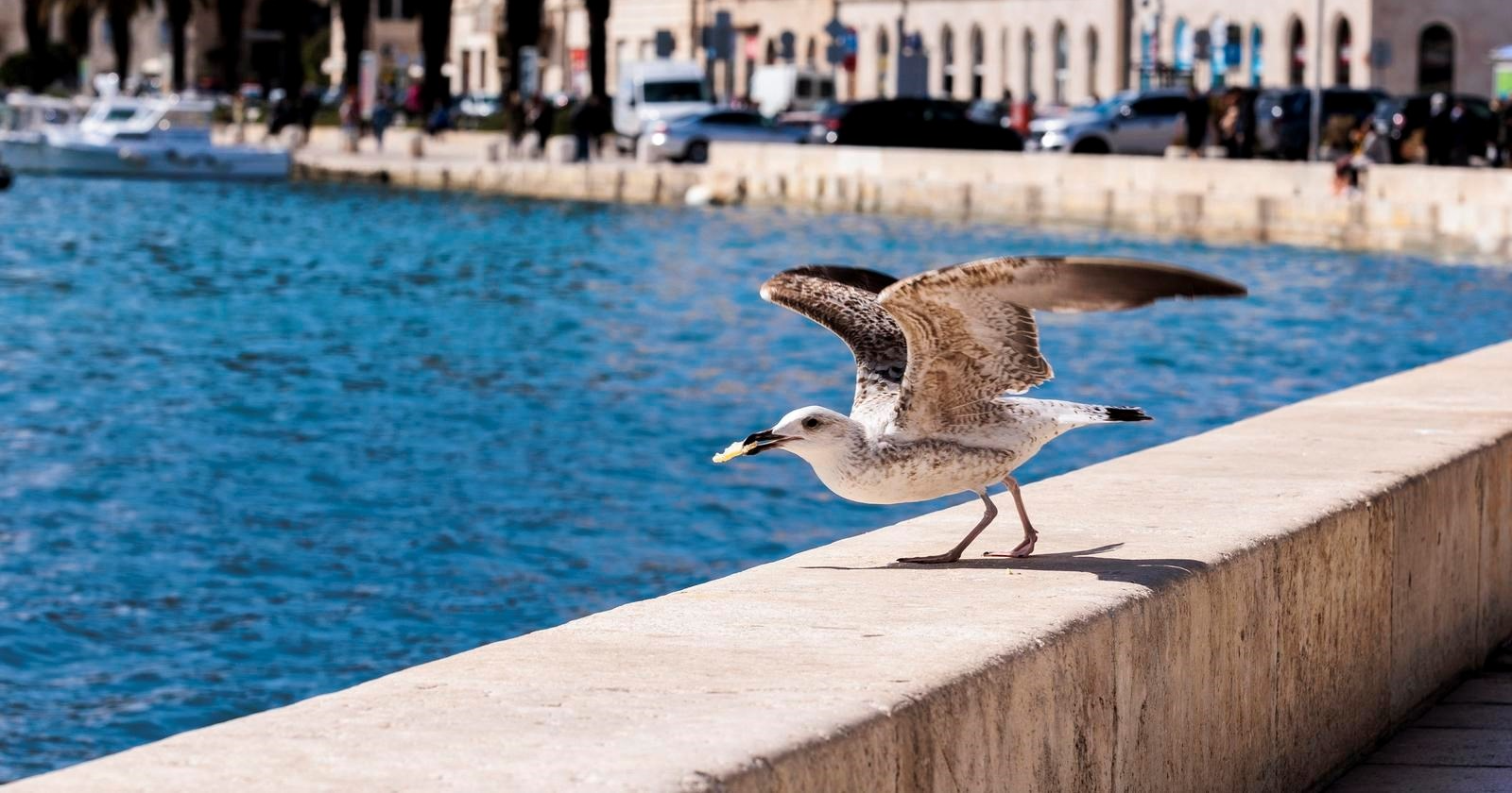 Splitski vatrogasci spašavali galeba s vrha zgrade na Brdima