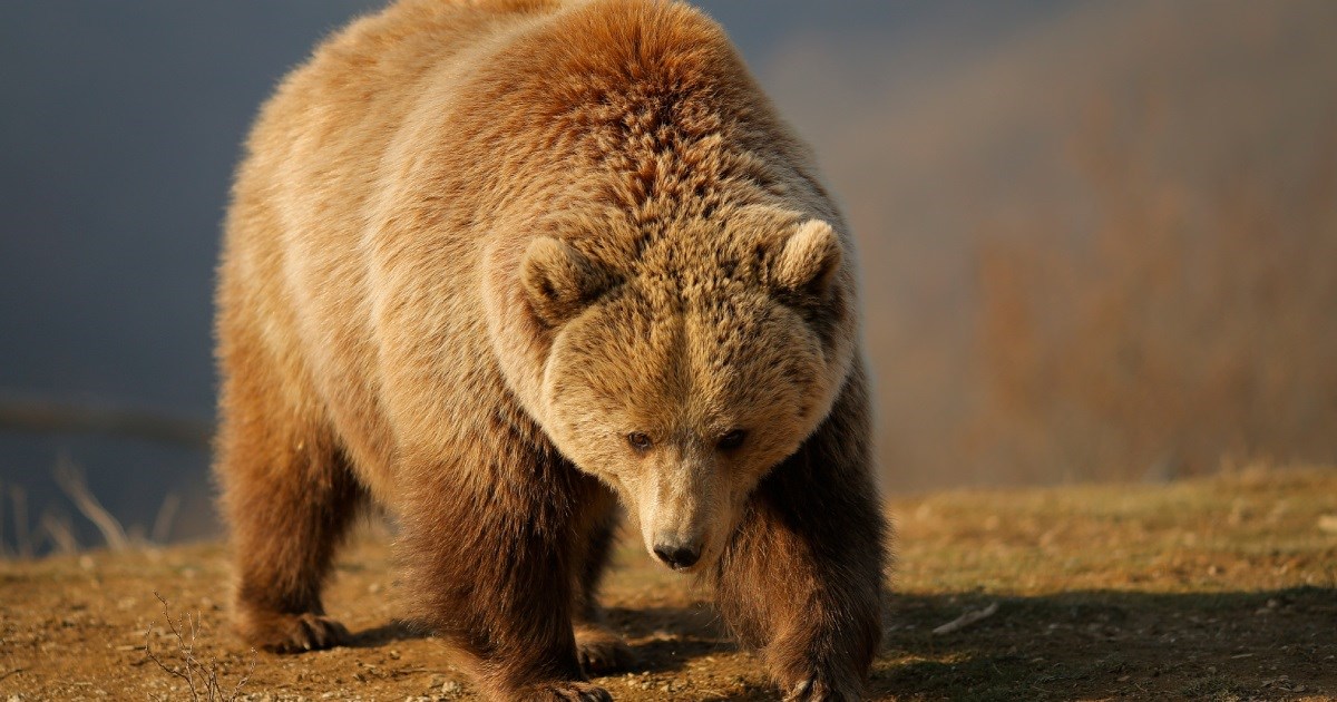 Muškarac u Slovačkoj nestao za vrijeme šetnje, pronađen mrtav. Napao ga medvjed