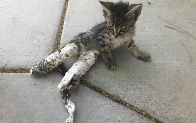Netko je mačiću stavio gips na noge bez razloga, spasila ga djeca iz parka