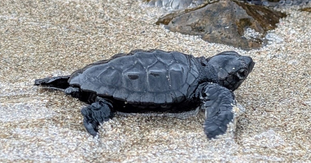 Tragedija na plaži na Korčuli: Uginula mlada kornjača, druge u teškom stanju