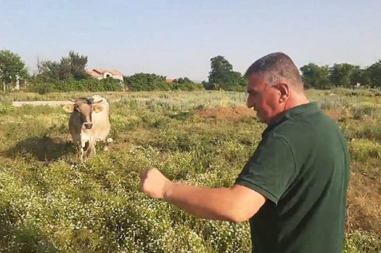 VIDEO Bulj donio vodu kravama ostavljenim na vrućini: "Ovo više neću tolerirati"
