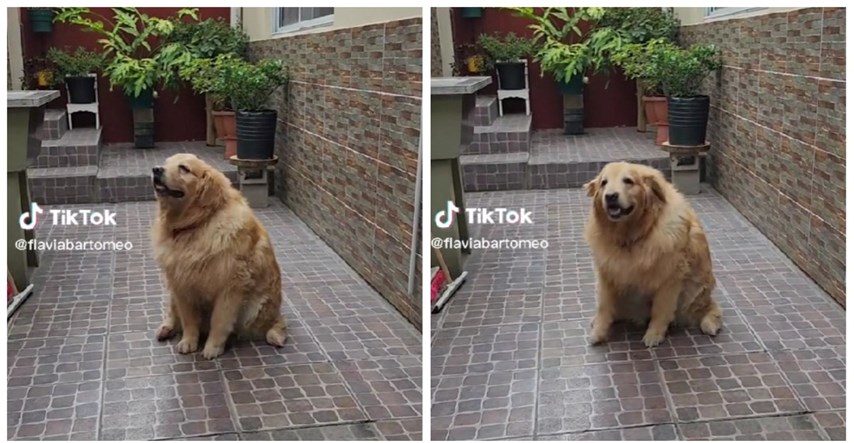 Vlasnik snimao psa dok je svirala Macarena, pokreti psa oduševili internet