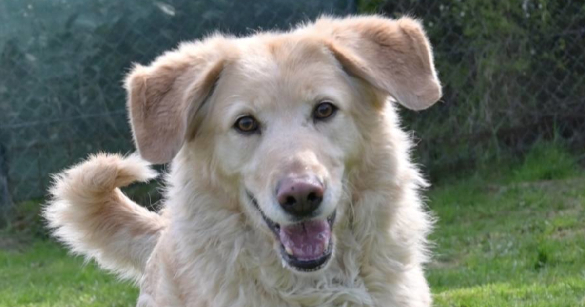 Lajna je prošla težak put. Sad ponovno vjeruje ljudima i traži svoj zauvijek dom