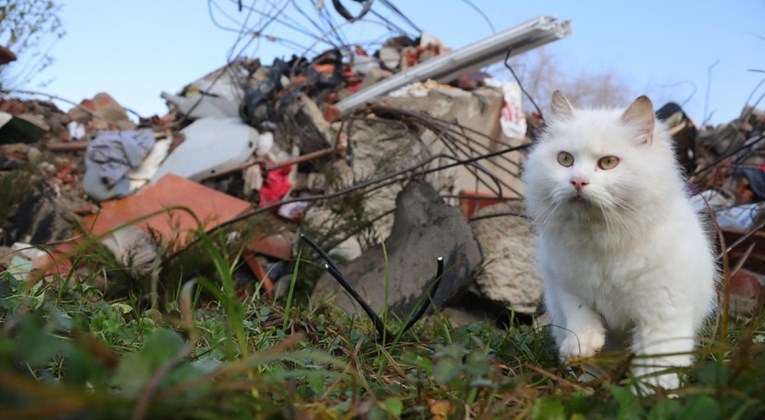 Na mjestu gdje su život izgubili otac i sin preplašeno je stajala bijela mačka...