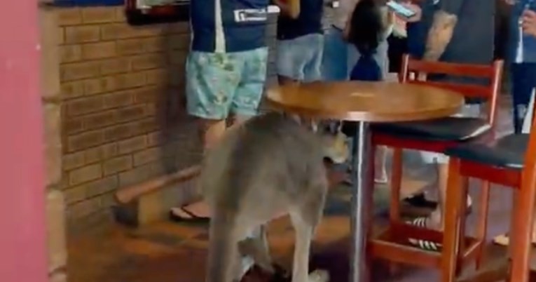 Klokan ležerno ušetao u australski bar, reakcija ljudi je iznenađujuća