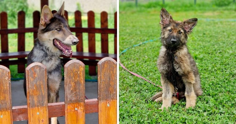 Alfa i Balto spašeni su iz kampa užasa kod Splita. Možda imaju gene vuka