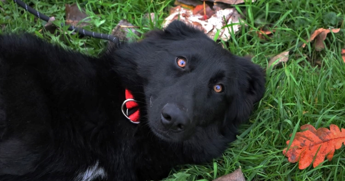 Kimmi je napuštena kod lovačke kuće, pomozimo joj da pronađe dom kakav zaslužuje