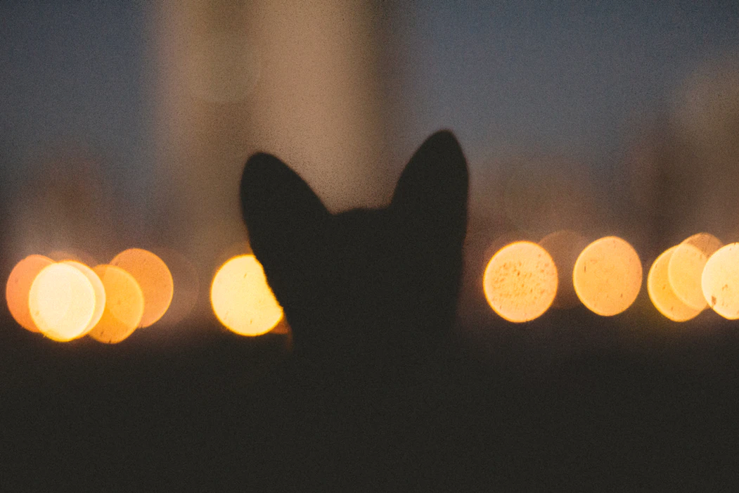 Doznajte zašto su mačke budne noću i što čine kada vi spavate