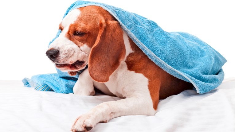 Prehlade kod pasa su učestale kao i kod ljudi