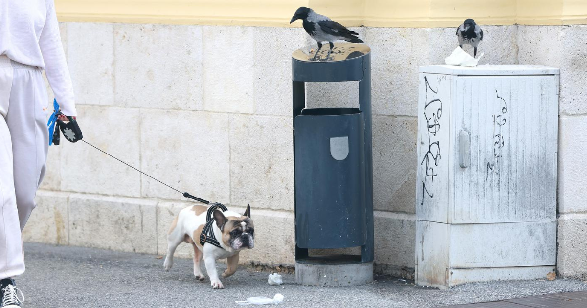 Zanimljiv prizor u centru Zagreba: Vrane s visoka pogledale psića dok su vadile hranu