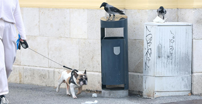 Zanimljiv prizor u centru Zagreba: Vrane s visoka pogledale psića dok su vadile hranu