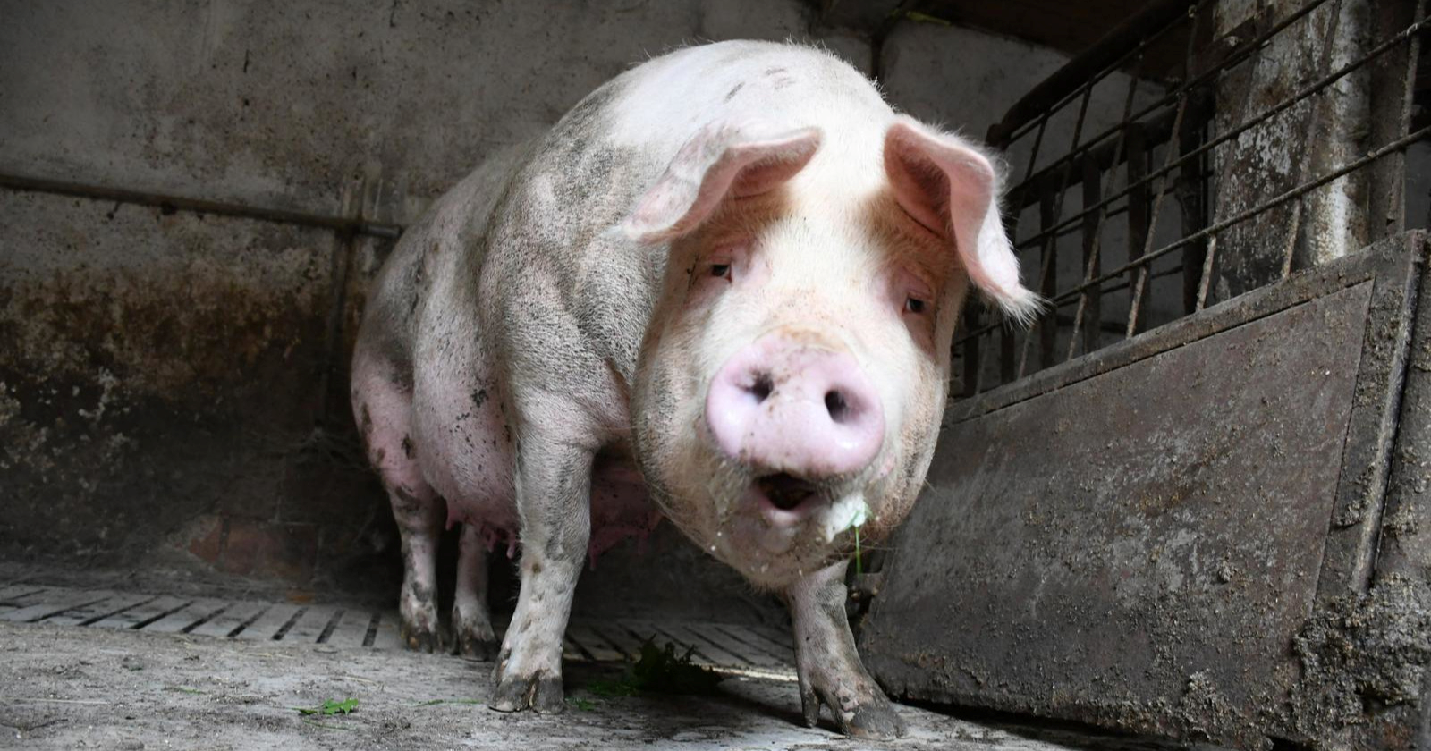 Porastao broj svinja u Hrvatskoj