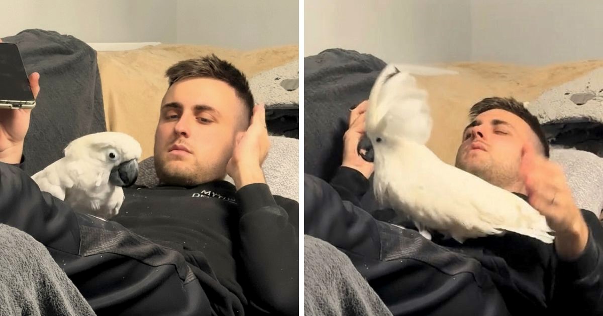 Vlasnik je slušao glazbu i pjevao, kakadu ga uočio pa mu se pridružio i počeo plesati