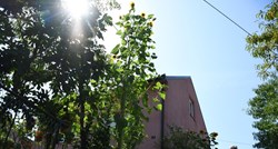 Obitelj u Daruvaru uzgojila divovski suncokret, visok šest metara, pogledajte ga