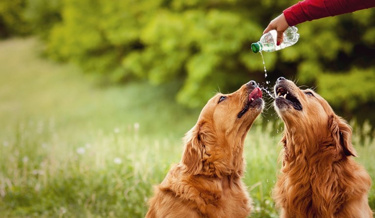 Kako prepoznati i reagirati na dehidraciju kod pasa?