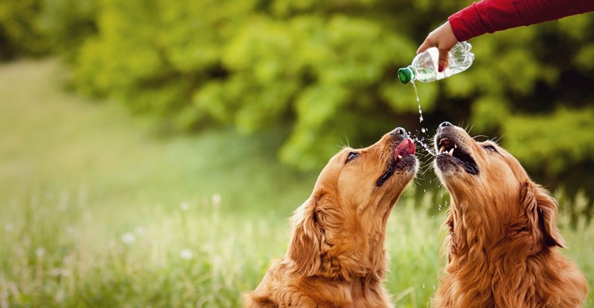 Kako prepoznati i reagirati na dehidraciju kod pasa?