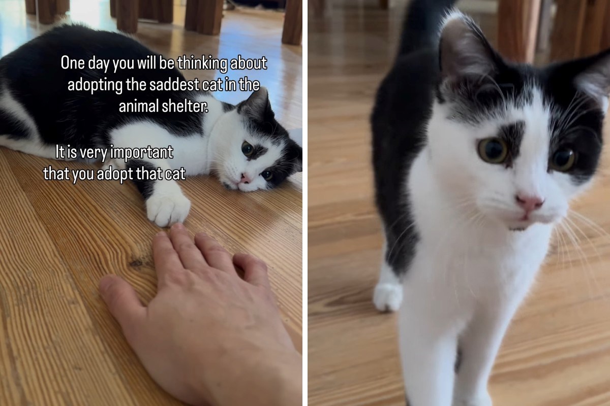 Udomila je najtužnijeg mačka u skloništu. Njegova transformacija topi srca
