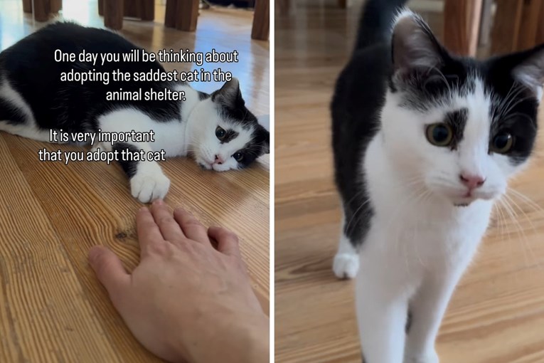 Udomila je najtužnijeg mačka u skloništu. Njegova transformacija topi srca