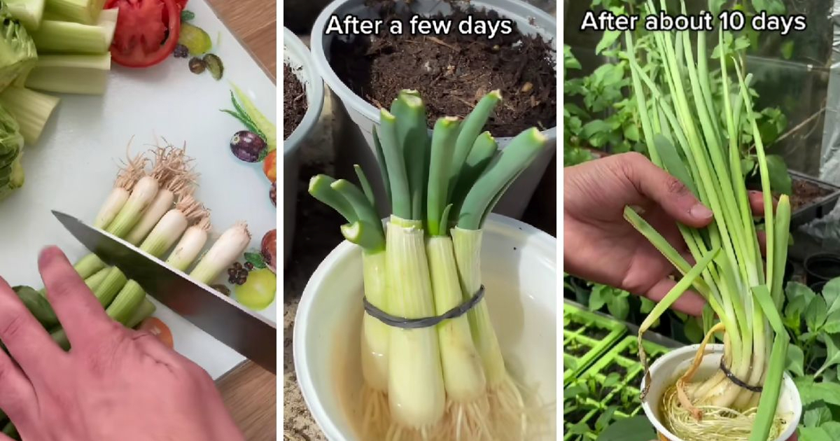 Kako uzgojiti mladi luk u čaši vode? Na TikToku smo pronašli genijalan trik