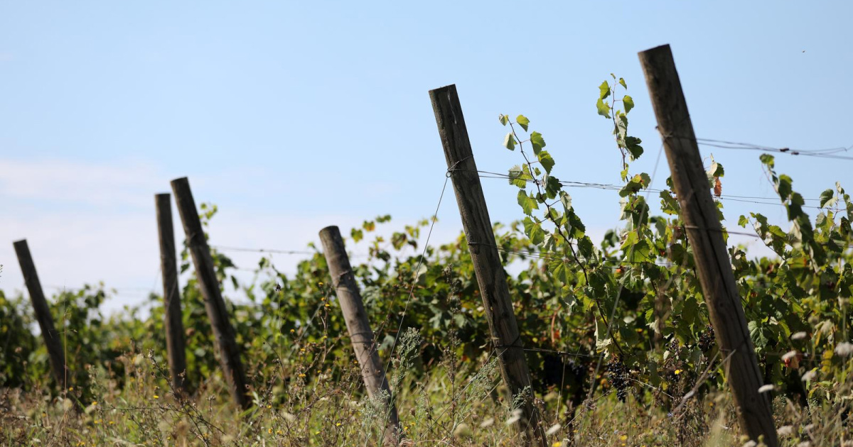 Zlatna žutica prijeti vinogradima oko Sinja. Građane pozvali na oprez