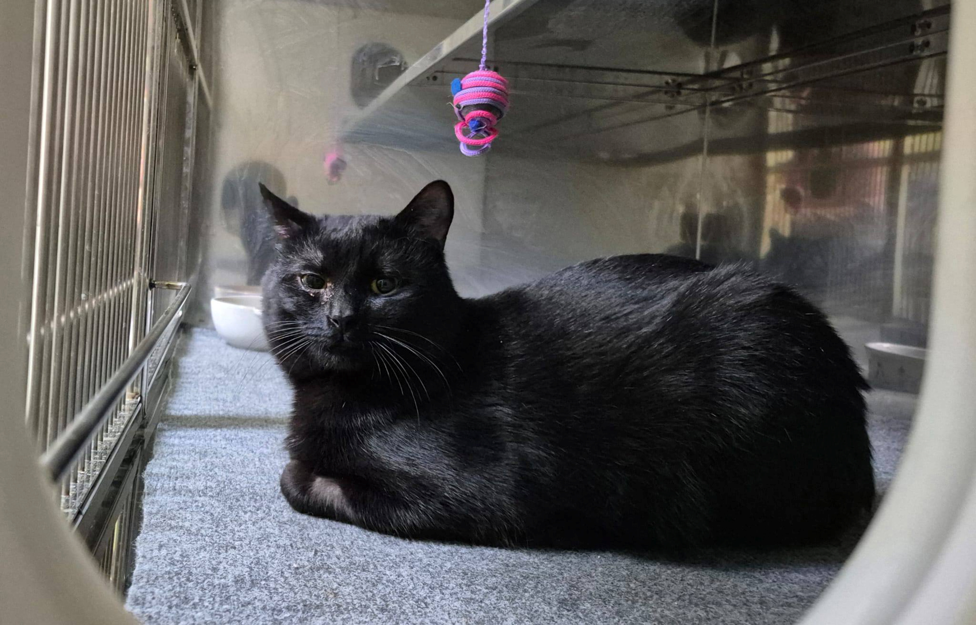 Predivan mačak Silvestar traži svoj dom