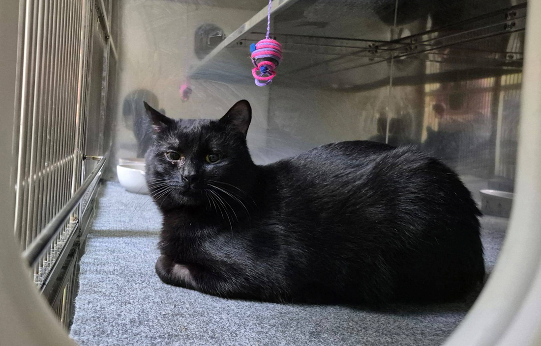 Predivan mačak Silvestar traži svoj dom