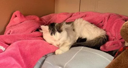 Mačka joj se otrovala zbog lampe, veterinari ljude pozivaju na oprez