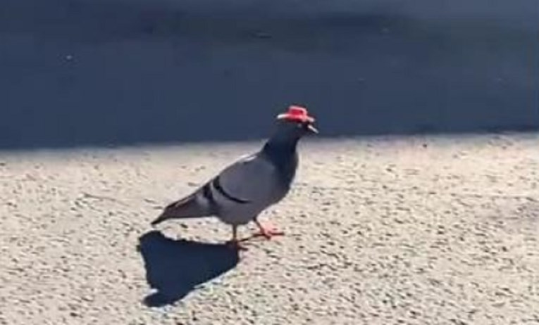 VIDEO Pravi misterij u Las Vegasu, pojavili se golubovi koji nose šešire