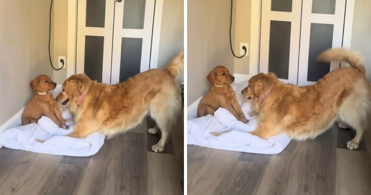 Vlasnici su nabavili štene za svog retrivera. Njegova reakcija nasmijala je mnoge