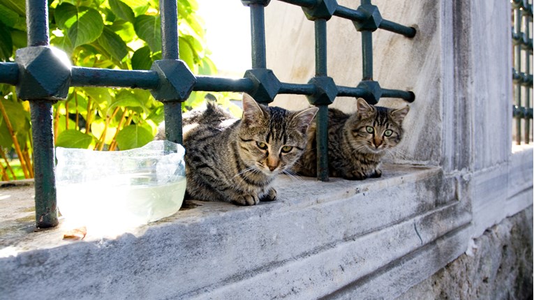 Ove mace postale su duša Istanbula! Zajedničkim snagama građani pomažu macama