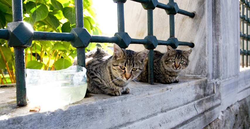 Ove mace postale su duša Istanbula! Zajedničkim snagama građani pomažu macama