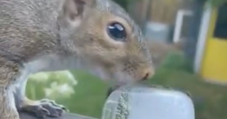 Vjeverica utažila žeđ tijekom toplinskog vala pijući vodu s kockice leda