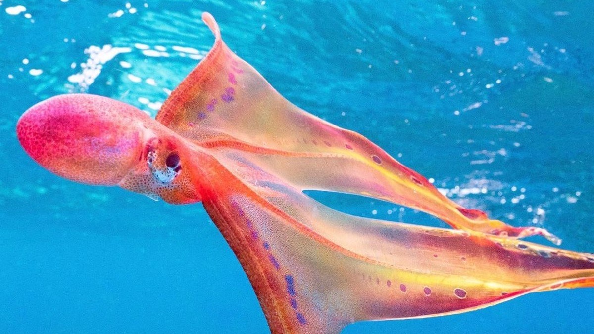 Nevjerojatan prizor: Uspjela snimiti jednu od najrjeđih morskih životinja na svijetu