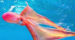Nevjerojatan prizor: Uspjela snimiti jednu od najrjeđih morskih životinja na svijetu