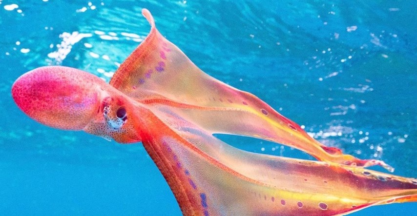 Nevjerojatan prizor: Uspjela snimiti jednu od najrjeđih morskih životinja na svijetu