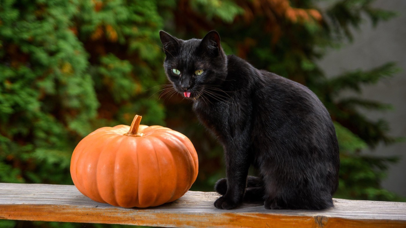Španjolski grad zabranio udomljavanje crnih mačaka uoči Noći vještica