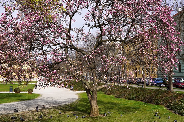 FOTO Procvjetale magnolije na zagrebačkom Tomislavcu