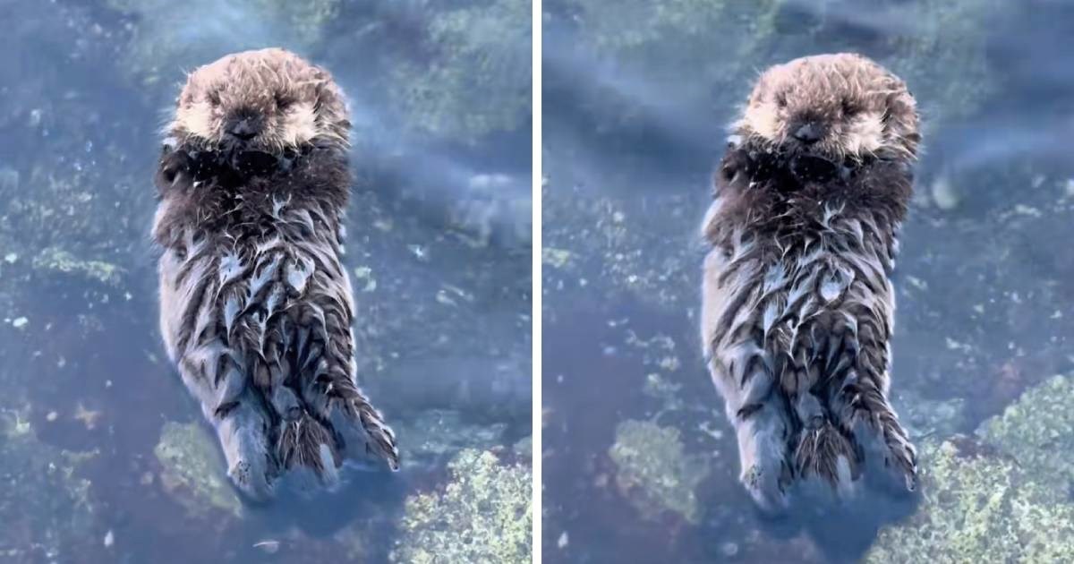 Žena snimila kako malena vidra prvi put sama pluta, prizor je bajkovit