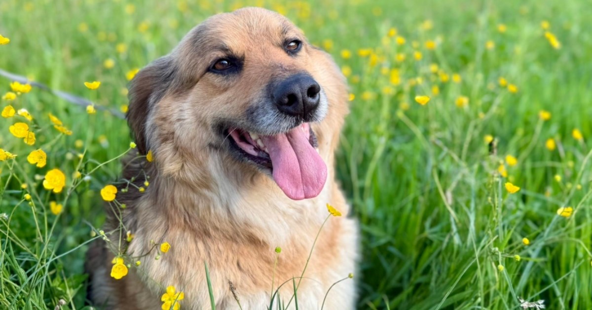 Nježna mješanka njemačkog ovčara traži dom pun ljubavi