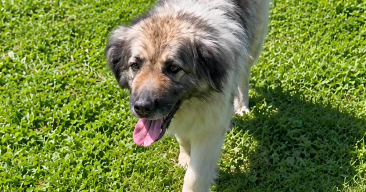 Preslatka Lili opet traži dom, iz Dumovca otkrili zašto su je udomitelji vratili